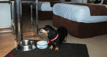 Dedicated Mobility Access & Pet Friendly Rooms Available